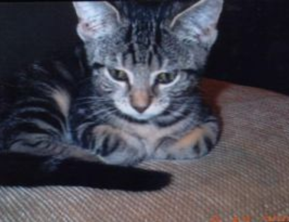 jogameplayer gaming system reviews by javaobjects