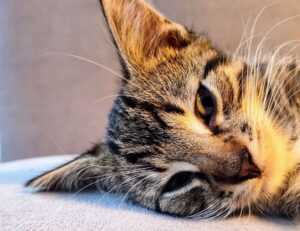 jogametech gaming new from javaobjects