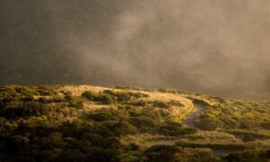 latest updates scookiegear