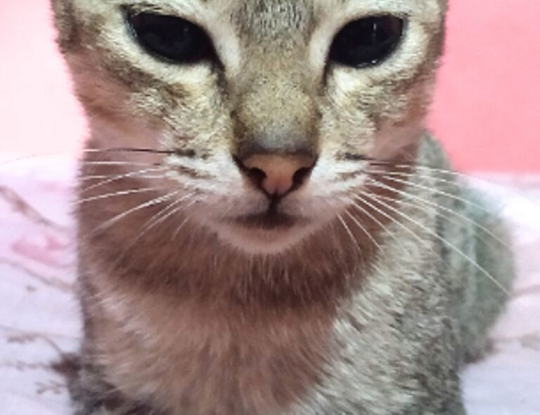 latest updates scookiepad