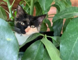 manual pdf jogamesole