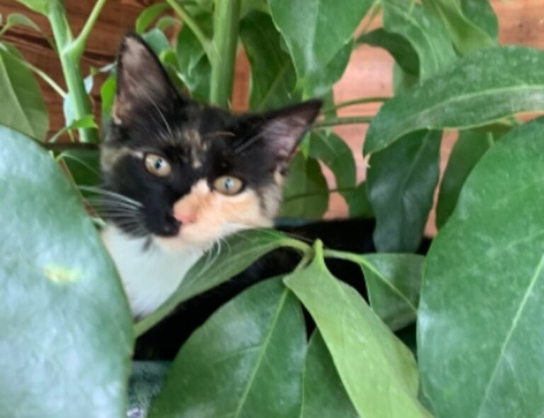 manual pdf jogamesole