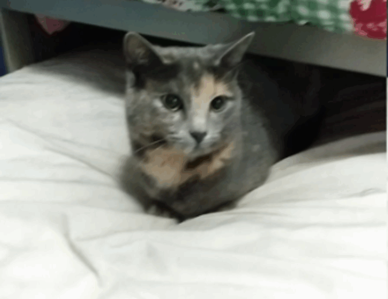 multiplayer guide hstatsarcade