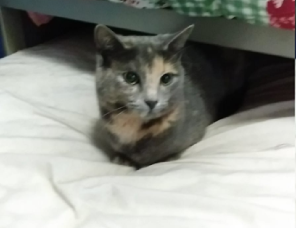 multiplayer guide hstatsarcade