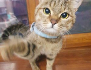 multiplayer tips togamesticky