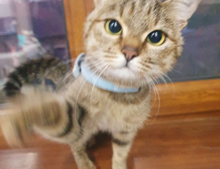 multiplayer tips togamesticky