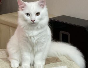 multiplayer tips togamesticky