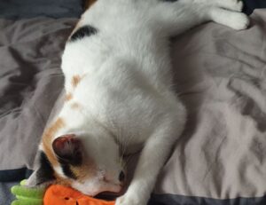 new gamestick togamesticky