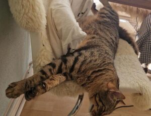 new gamestick togamesticky