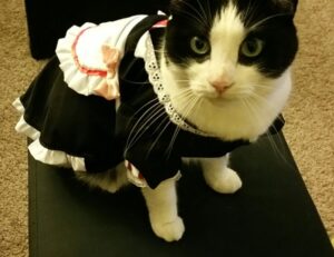 new gamestick togamesticky