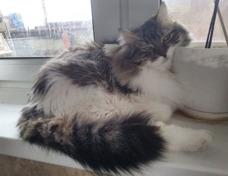 new updates scookiegear