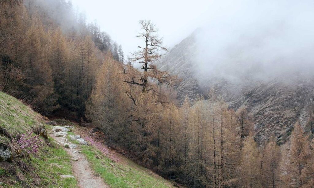 new version update etsjavaapp