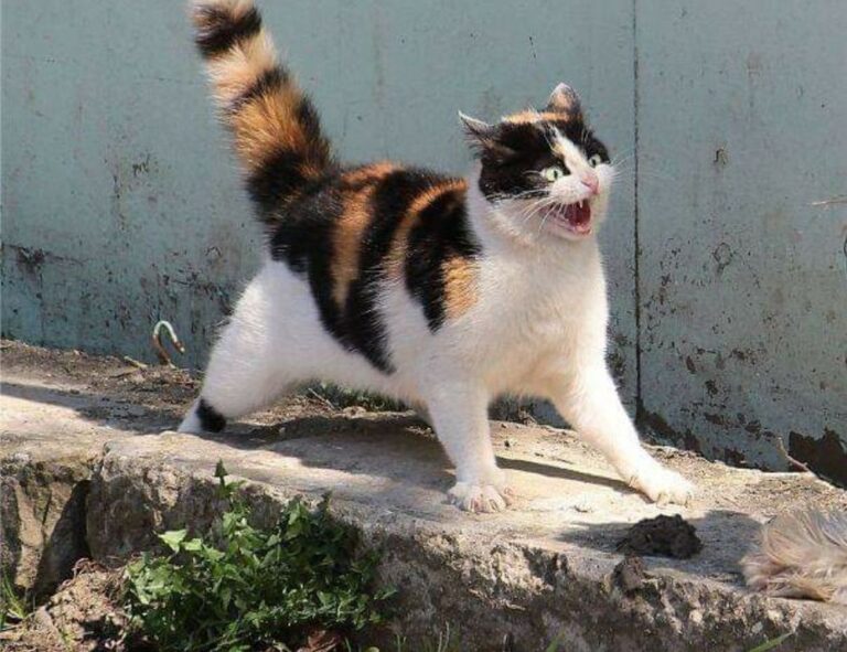 newest gaming trends gmrrmulator