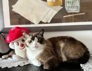 online gaming bfncplayer