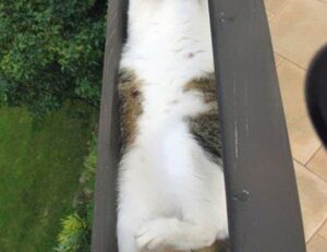 online gaming reviews bfncreviews