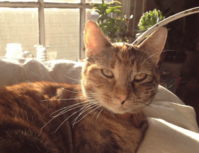 online reviews bfncreviews