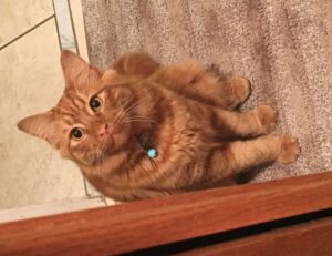 pblgamevent hosted event by plugboxlinux