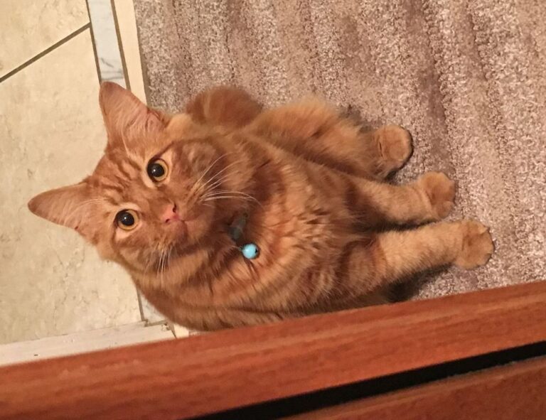 pblgamevent hosted event by plugboxlinux