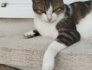 player tutorial tportesports