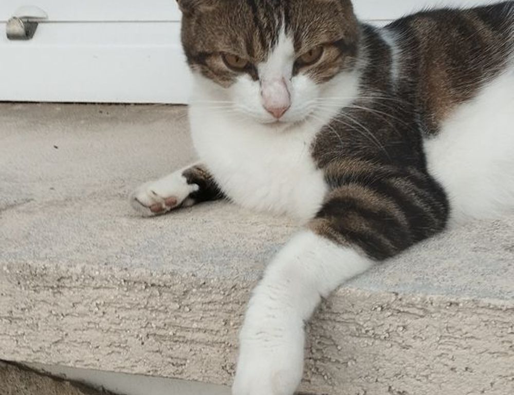 player tutorial tportesports