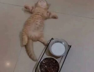 players guide bfncplayer