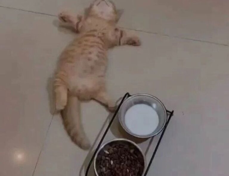 players guide bfncplayer