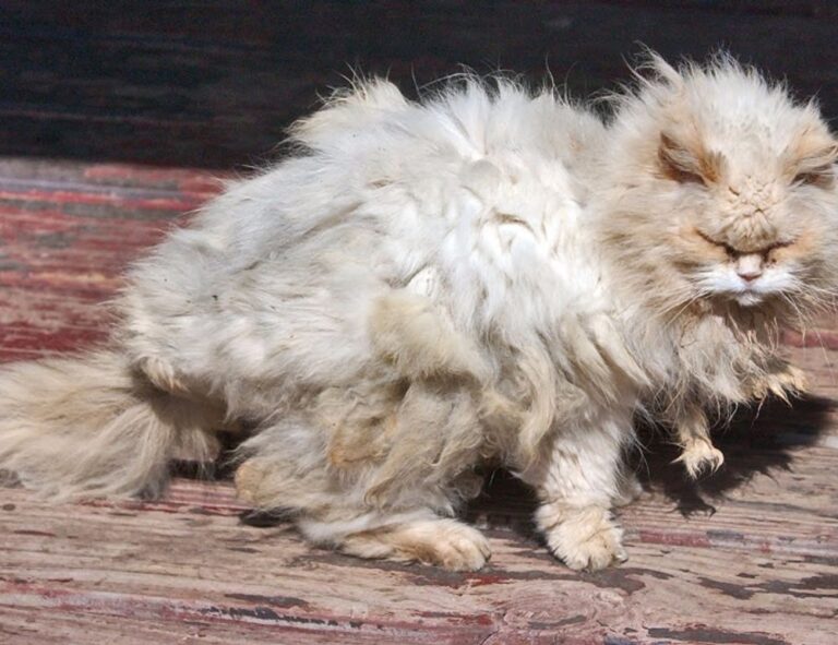 release date etsjavaapp