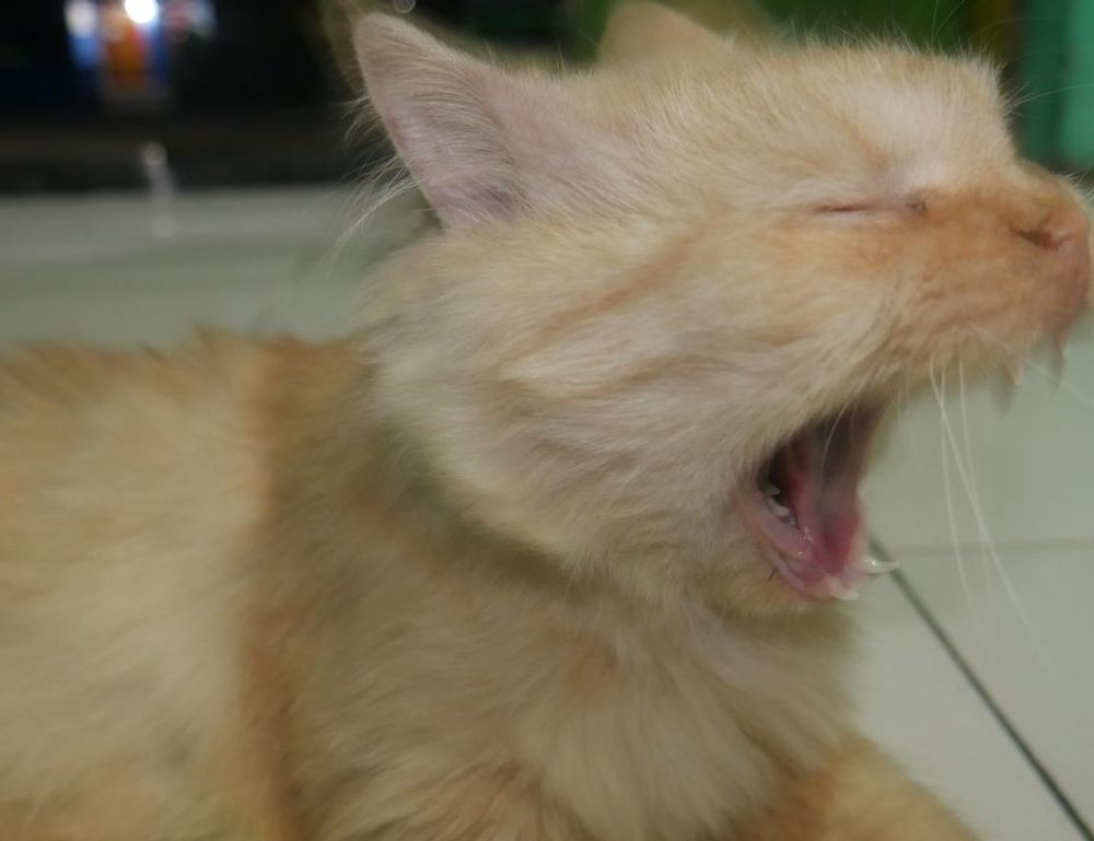 release date pblemulator