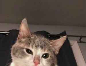 scookiegear latest updates by simcookie