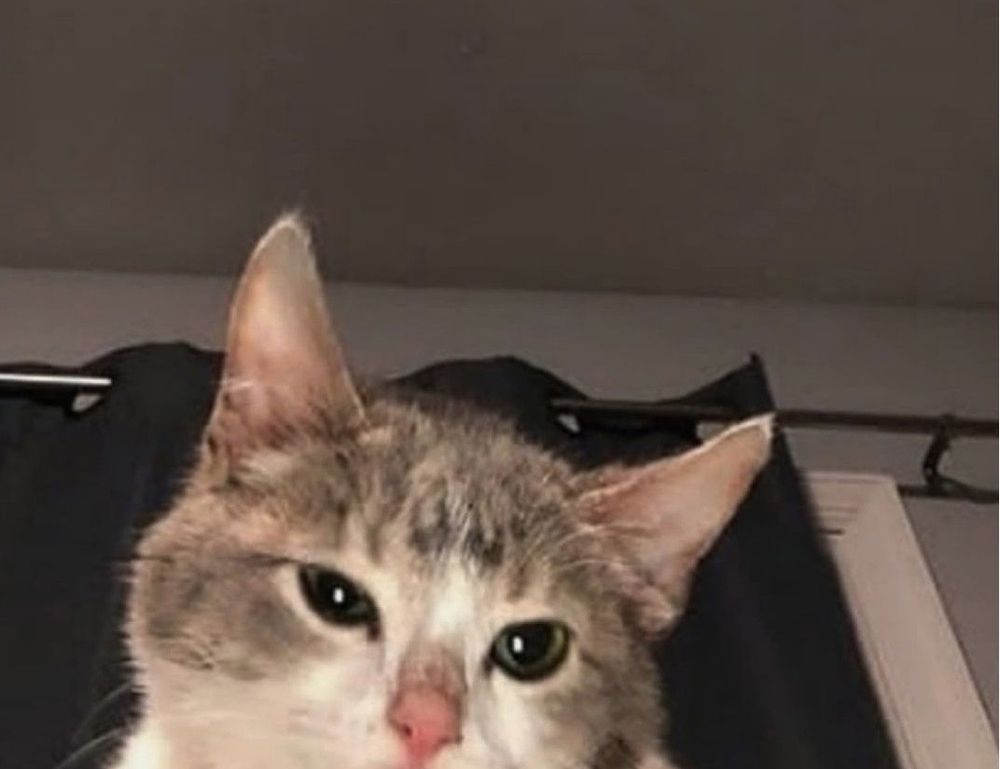 scookiegear latest updates by simcookie