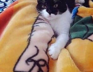 set up for pblemulator