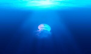 should i buy togamesticky