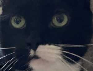 should i buy togamesticky