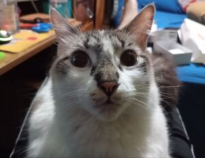 should i nuy togamesticky