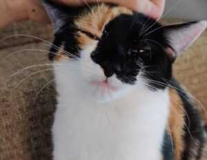 should i nuy togamesticky