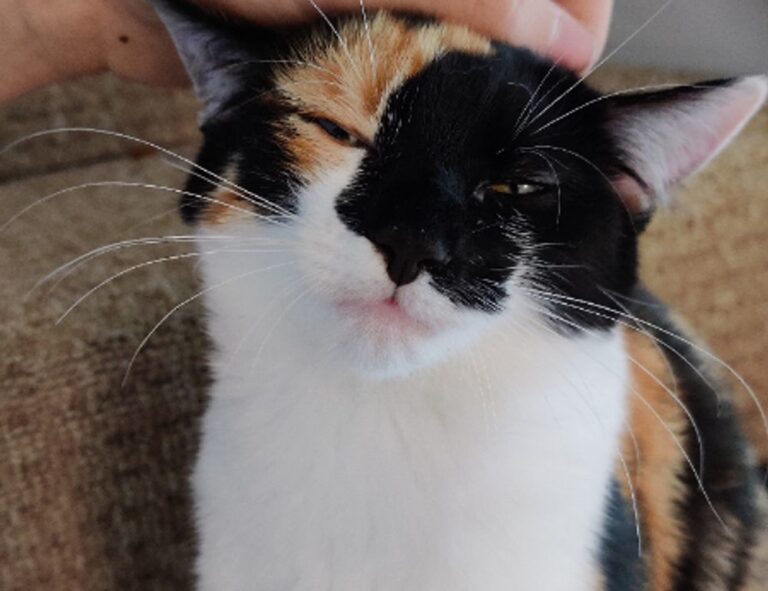 should i nuy togamesticky