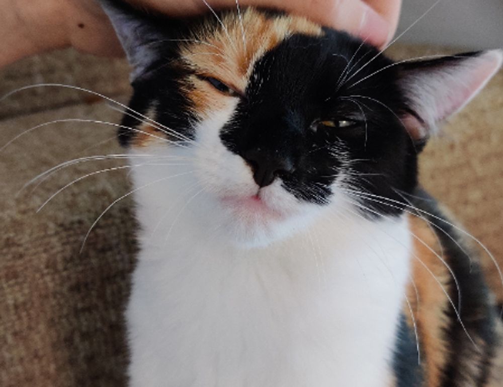 should i nuy togamesticky