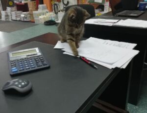 simcookie how to set up scookiepad