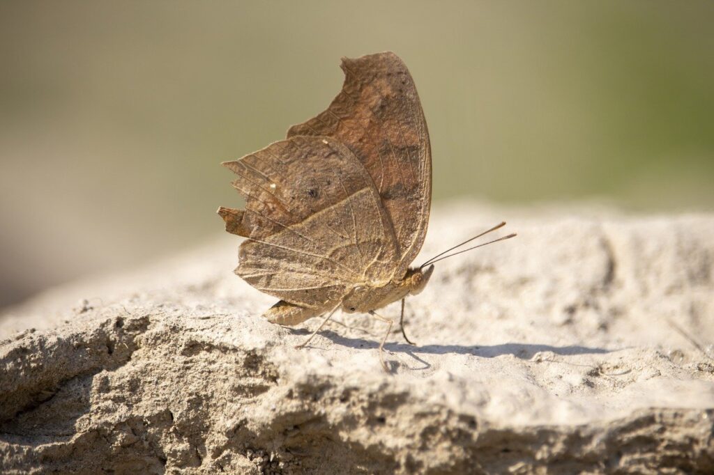 tips playing online bfncplayer