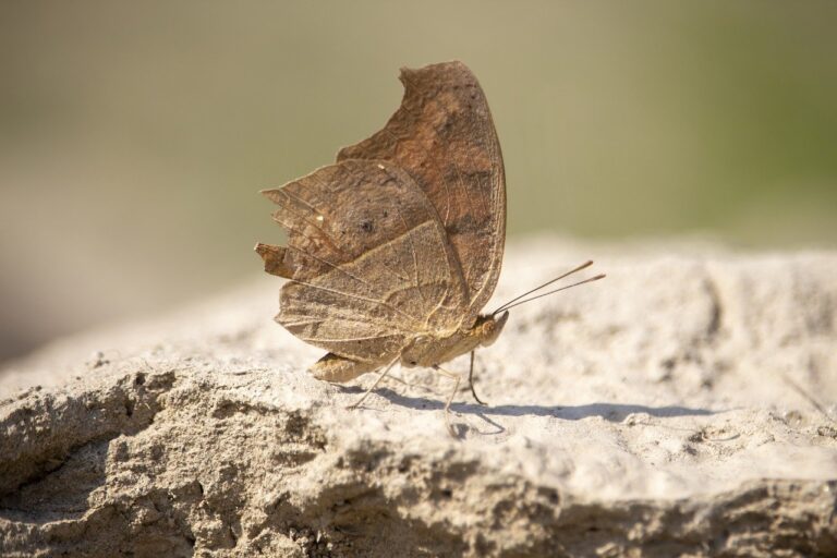 tips playing online bfncplayer