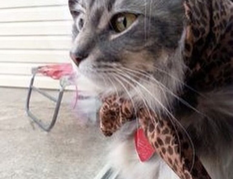 tips playing online slots bfncplayer