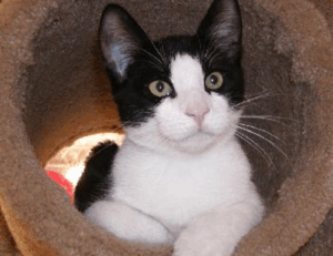 togamesticky gaming guide by thinkofgamers