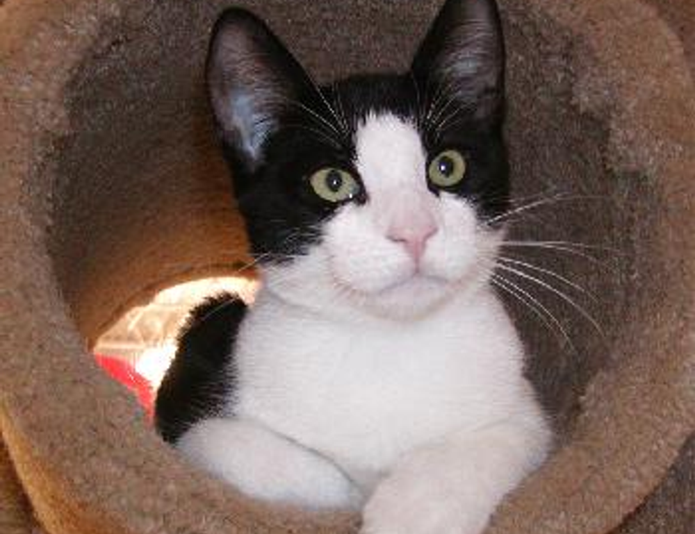 togamesticky gaming guide by thinkofgamers