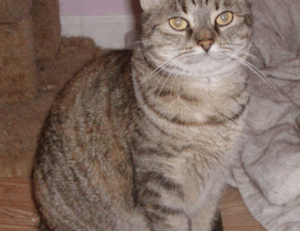 togamesticky gaming hacks from thinkofgamers