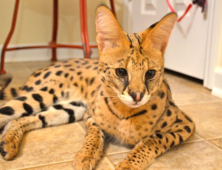 togamesticky gaming hacks from thinkofgamers