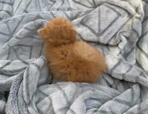 togamesticky new gamestick from thinkofgamers