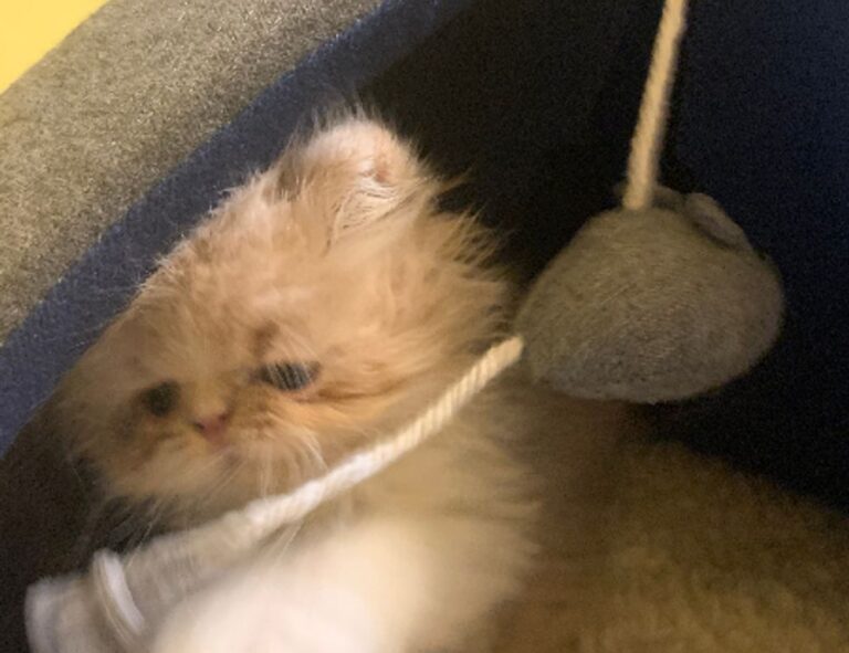 tportulator console guide by theportablegamer