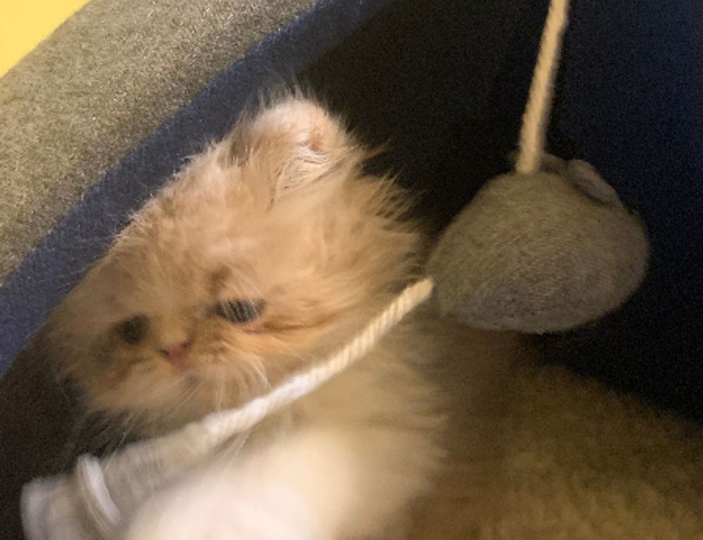 tportulator console guide by theportablegamer