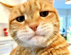 undergarcade updates from undergrowthgames