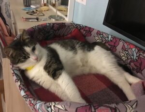 video game console togamesticky